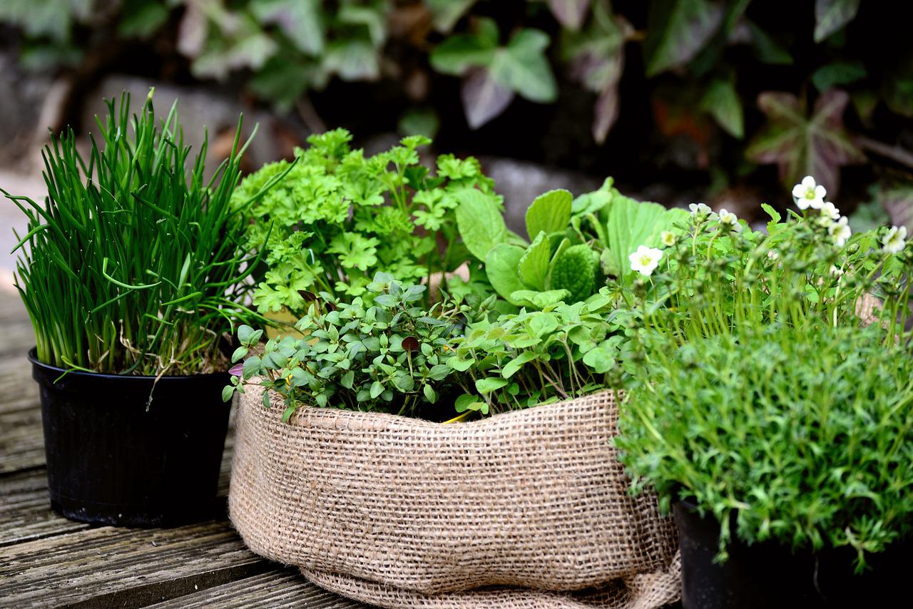herbs growing
