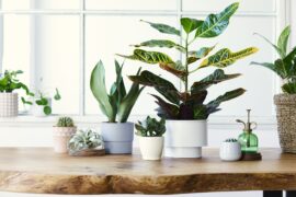 Why You Should Have Succulents in Your Home