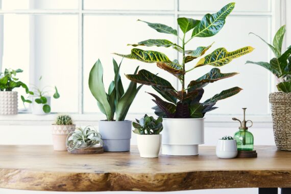 Why You Should Have Succulents in Your Home