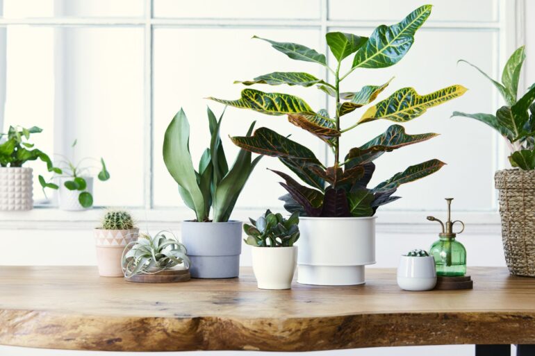 Why You Should Have Succulents in Your Home