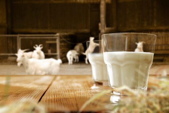 Fun Facts That You Didn't Know About Goat Milk