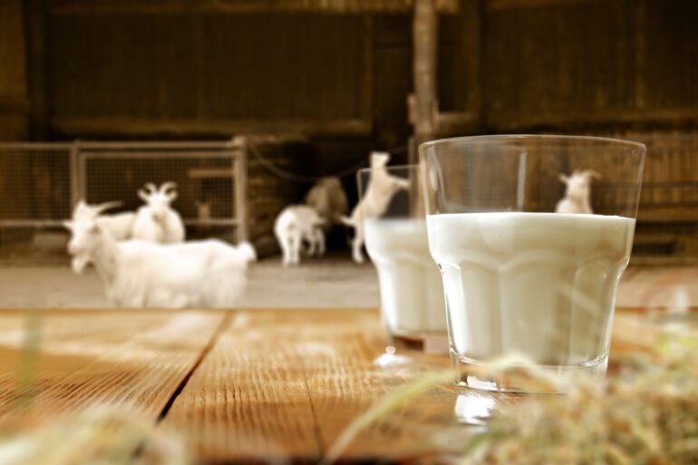 Fun Facts That You Didn't Know About Goat Milk