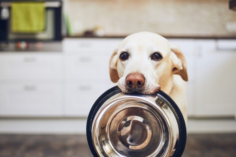 Switching Dog Foods: Is It Good for Your Pet?