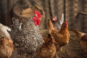 How To Keep Your Chickens Healthy Through Winter