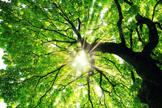 Signs Your Tree Isn’t Getting Enough Sun Exposure