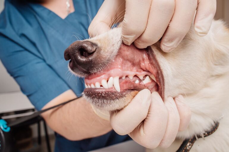 4 Reasons Why Your Dog Could Have Bad Breath