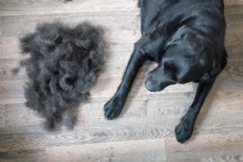 The Unpleasant Side of Being a Dog Parent