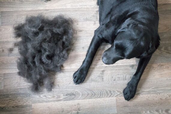 The Unpleasant Side of Being a Dog Parent