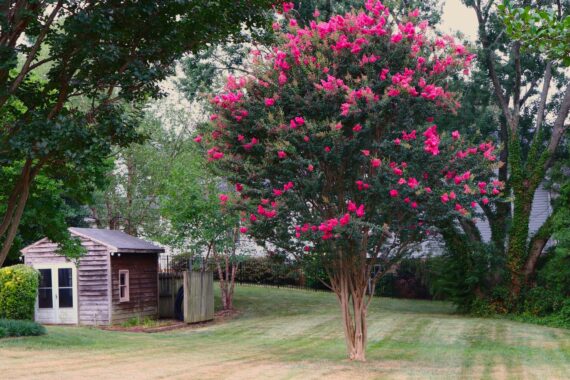 Interesting Facts About Crape Myrtle Trees