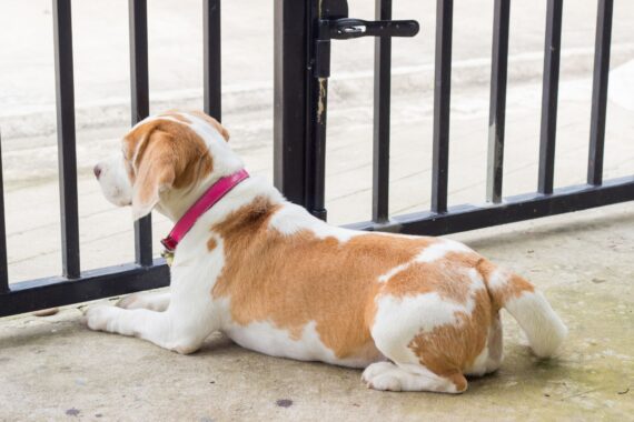 The Best Ways You Can Pet-Proof Your Home