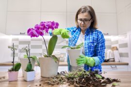 5 Interesting Uses for Your Orchid Plant