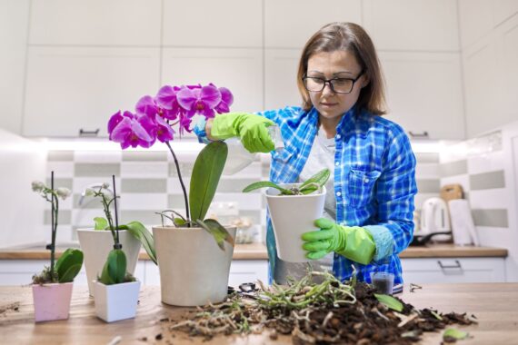 5 Interesting Uses for Your Orchid Plant