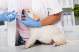 Pet Health Tips: Why Deworming Your Dog Is Necessary