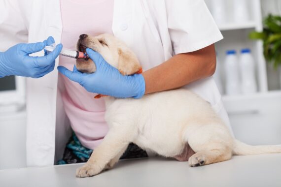Pet Health Tips: Why Deworming Your Dog Is Necessary