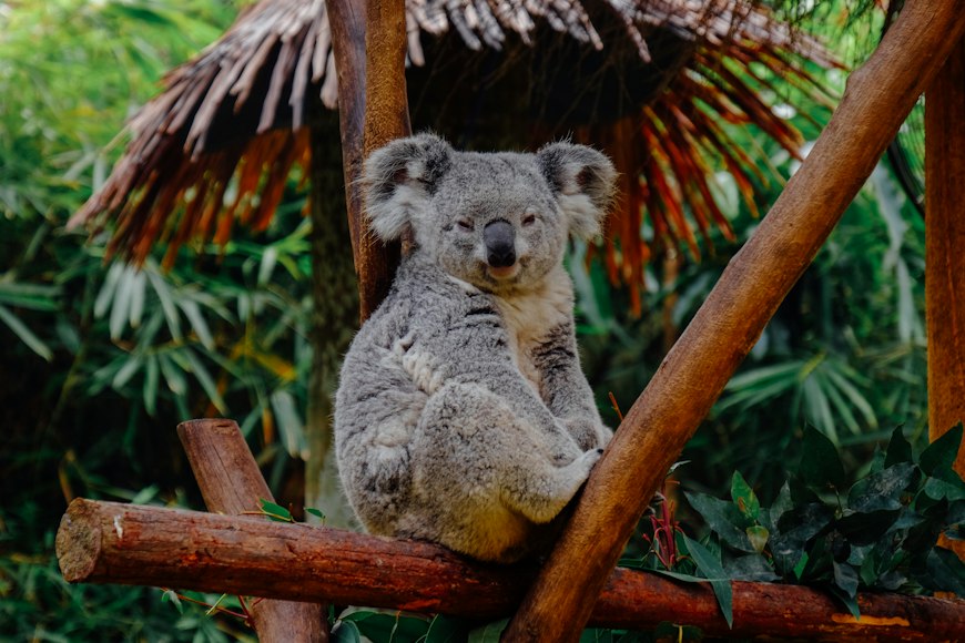 Zoo Miami koala bear