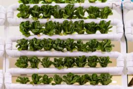 Why Growing Your Own Food Is Better Than Buying