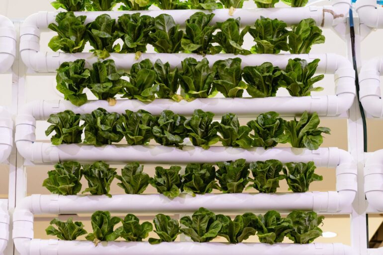 Why Growing Your Own Food Is Better Than Buying