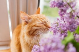 An orange tabby cat with closed eyes sniffs at a bouquet of purple lilacs while sunlight streams in behind it.