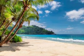 A beach with clean sand, water, and some tall palm trees. A hill and trees stand tall in the distance.