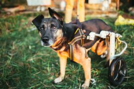 A small black and brown dog with floppy ears and brown eyes, attached to a canine wheelchair while standing in the grass.
