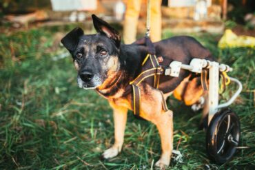 A small black and brown dog with floppy ears and brown eyes, attached to a canine wheelchair while standing in the grass.