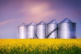 A field of tall yellow flowers sits in front of five oversized, silver silos. The blue sky appears behind the silos.