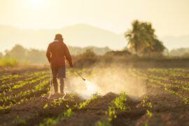A farmer walking in the crop field using a handheld chemical sprayer to spray the crops. The sun is setting in the distance.