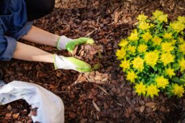 A person wearing a blue shirt with rolled up sleeves kneeling down to pick up a handful of mulch near planted flowers.