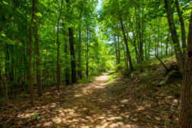 A dirt trail goes between tall, mature trees in a forest. The sunshine is poking through the tree canopy.