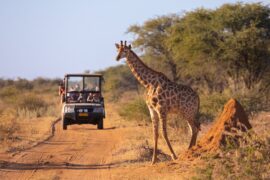 A giraffe crosses a dirt path in front of a safari vehicle filled with tourists. The tourists are taking photos.