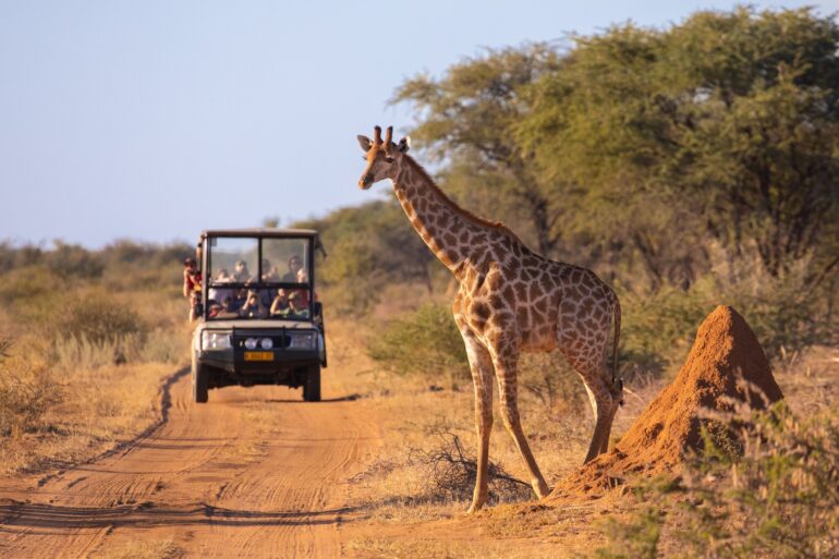 A giraffe crosses a dirt path in front of a safari vehicle filled with tourists. The tourists are taking photos.