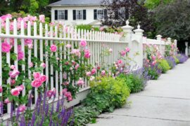 A white fence is in front of a home. Purple salvia grows in front of the fence, and pink roses are coming through the pickets.
