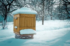 A single wooden beehive sits in a snow-covered field. Bare trees covered in snow appear in the background.
