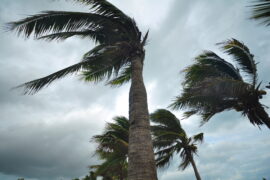 A group of four palm trees sway in the strong wind. The sky behind the palm trees is dark and cloudy.