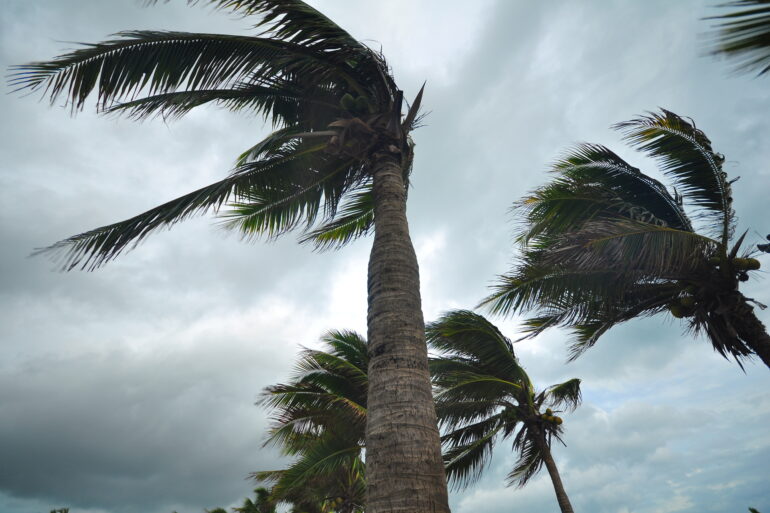 A group of four palm trees sway in the strong wind. The sky behind the palm trees is dark and cloudy.