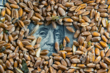 Benjamin Franklin's face on the $100 bill poking out through a pile of wheat grain. There are a few leaves mixed in.