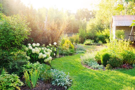 Sunlit garden with lush green lawn, white hydrangeas, layered shrubs, winding planting beds, and a small wooden shed.